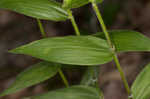 Bosc's panicgrass